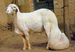 https://fermer.ru/tossl.php?url=http://www.sheep101.info/Images/Breeds/largetailhansheep.jpg