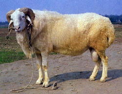 https://fermer.ru/tossl.php?url=http://www.sheep101.info/Images/Breeds/smalltailhanram.jpg